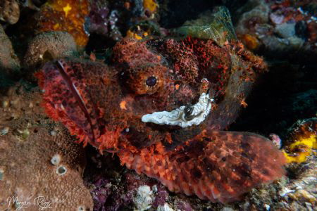 An itch you just can't scratch
Scorpion fish with nudi o... by Morgan Riggs 