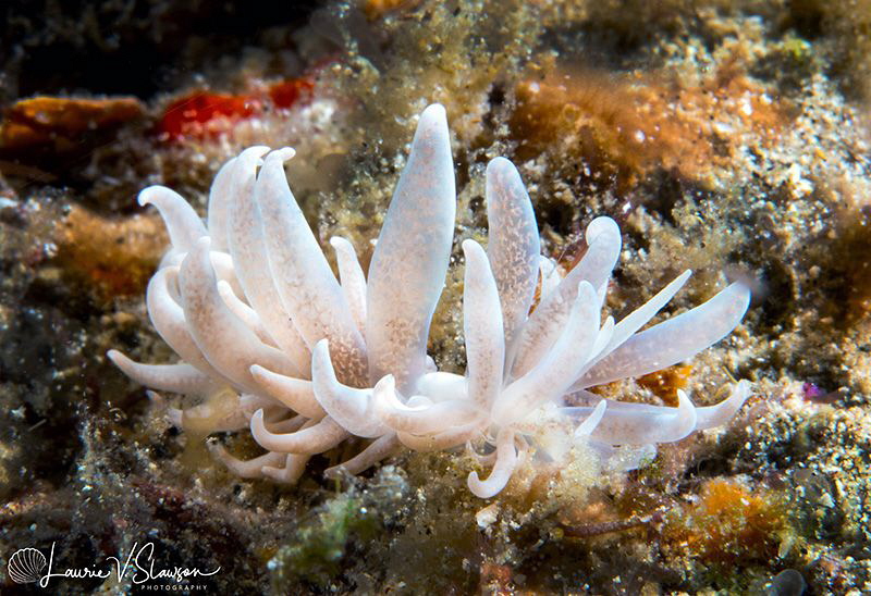 Phyllodesmium parangatum/Photographed with a Canon 60 mm ... by Laurie Slawson 