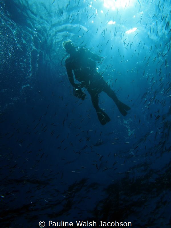 Diver and Baitfish, Carval Rock, U.S. Virgin Islands by Pauline Walsh Jacobson 