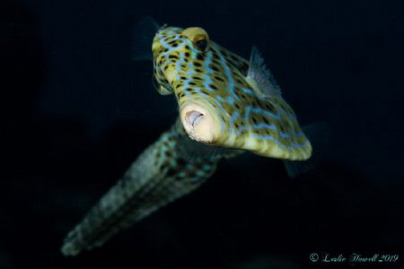 Friendly Filefish saying "Cheese!" by Leslie Howell 