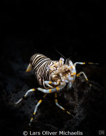 bumble bee shrimp by Lars Oliver Michaelis 