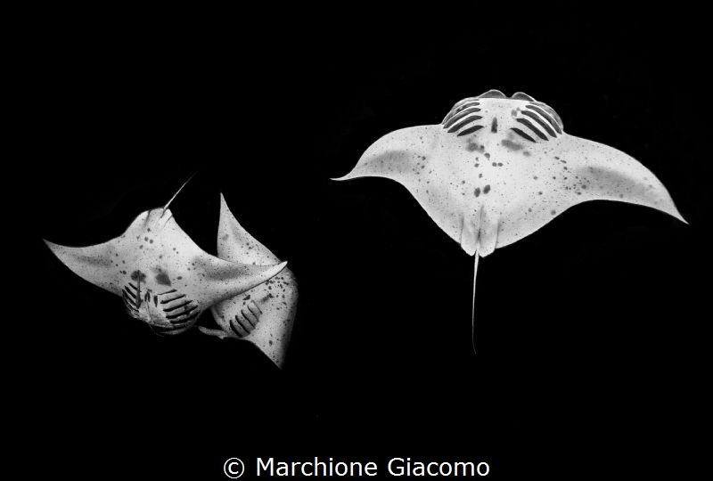 Mantas that twirl to convey the plankton into their mouth... by Marchione Giacomo 