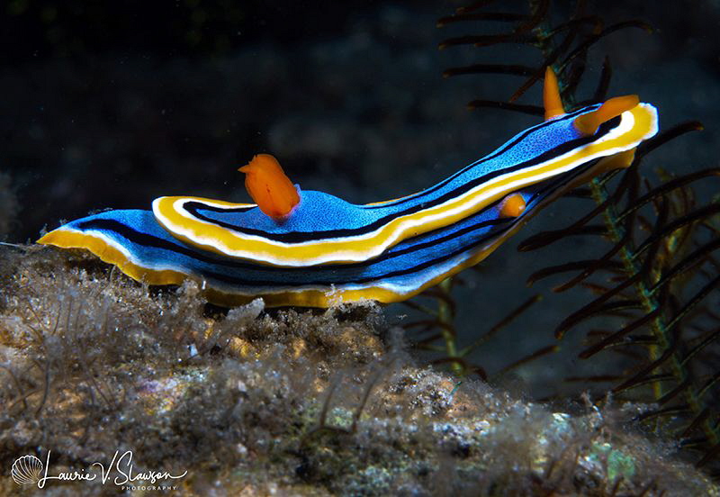 Chromodoris annae/Photographed with a Canon 60 mm macro l... by Laurie Slawson 