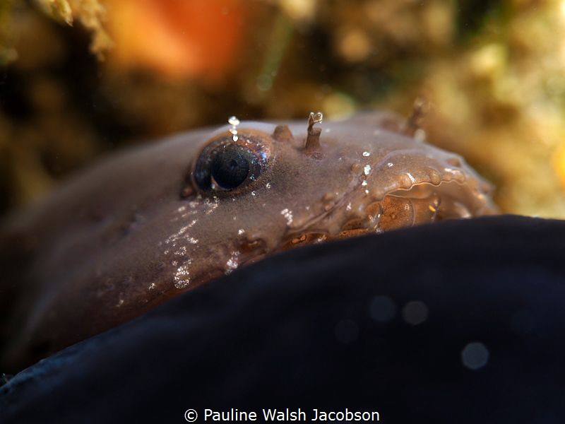 Skilletfish, Gobiesox strumosus, Blue Heron Bridge, Florida by Pauline Walsh Jacobson 