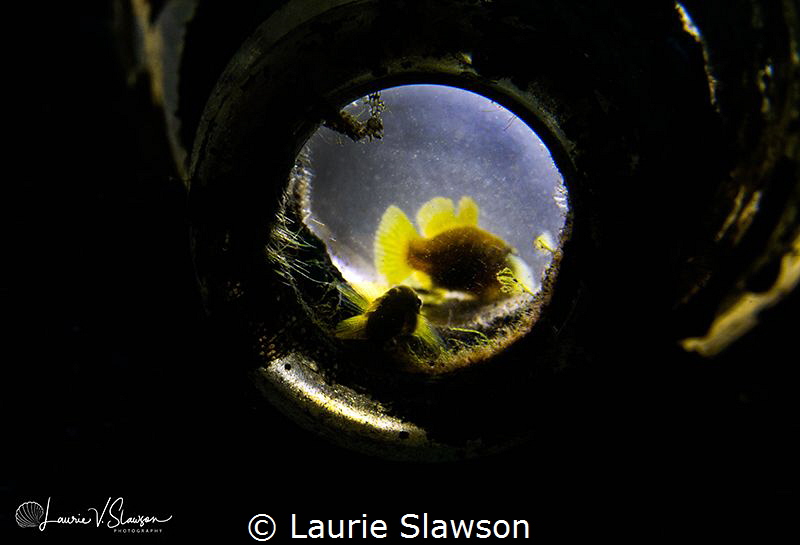 Gobies In A Bottle/Photographed with only a torch at the ... by Laurie Slawson 
