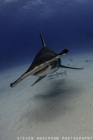 Hammerhead sharks are one of my favorite sharks to photog... by Steven Anderson 