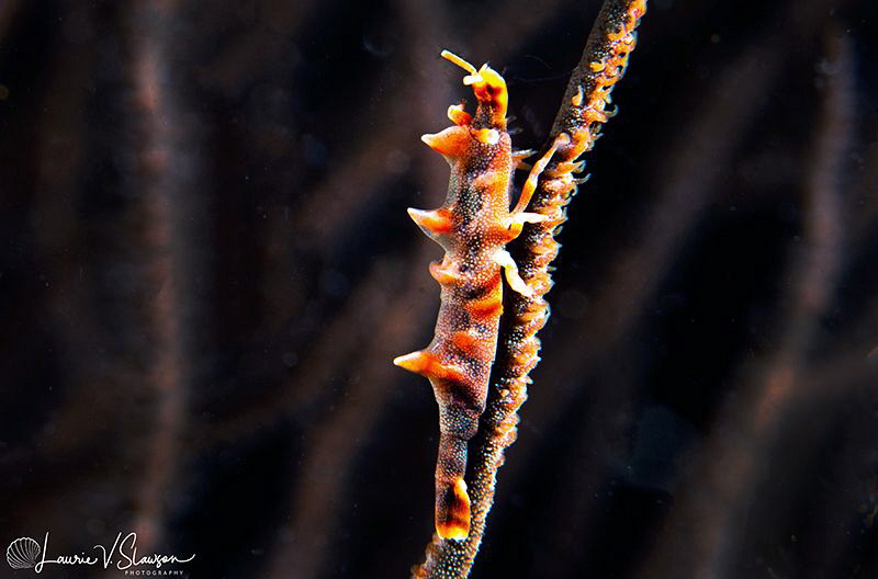 Dragon Shrimp on Whip Coral/Photographed with a Canon 60 ... by Laurie Slawson 