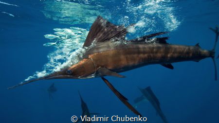 hunting sailfish by Vladimir Chubenko 