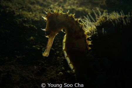 Title ; Appearane of thorny seahorse
This is backlight p... by Young Soo Cha 