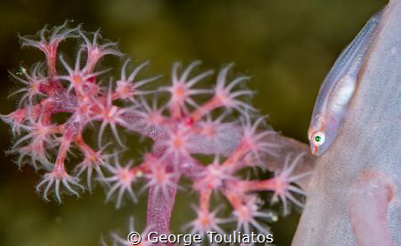 Pink Goby by George Touliatos 