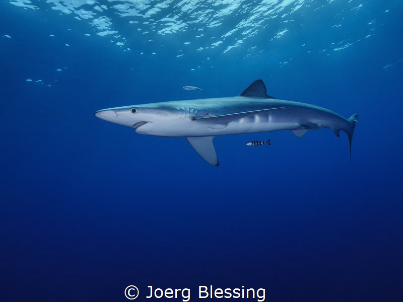 Blue shark off Faial, Azores. by Joerg Blessing 