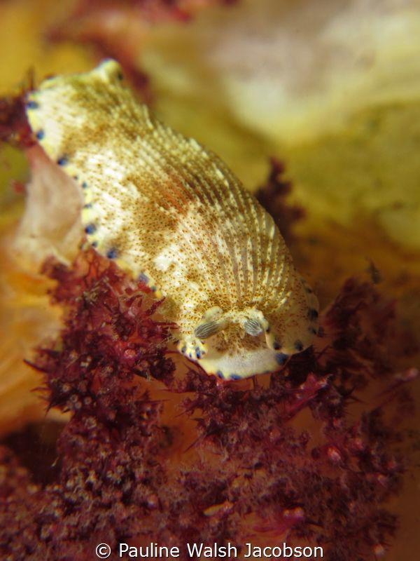 Nudibranch, Dermatobranchus caeruleomaculatus, Pantai Par... by Pauline Walsh Jacobson 