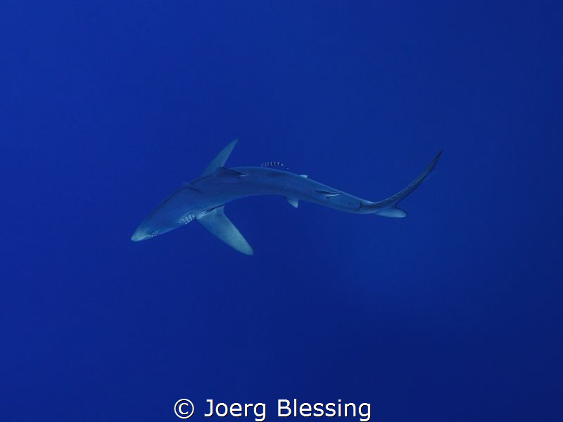 Blue shark, Faial, Azores by Joerg Blessing 