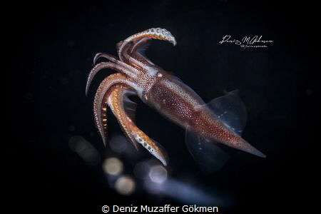 flying squid , black water diving by Deniz Muzaffer Gökmen 