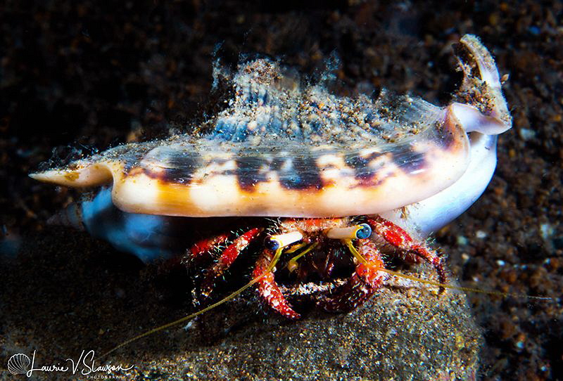 Hermit Crab/Photographed with a Canon 60 mm macro lens at... by Laurie Slawson 