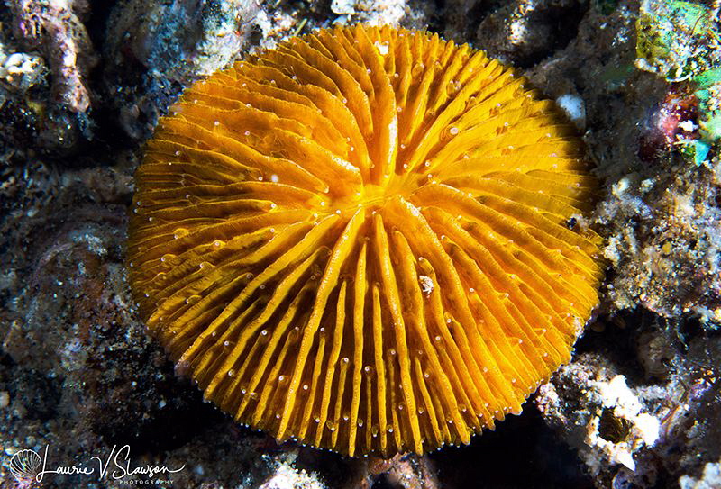 Gold Coral/Photographed with a Canon 60 mm macro lens at ... by Laurie Slawson 