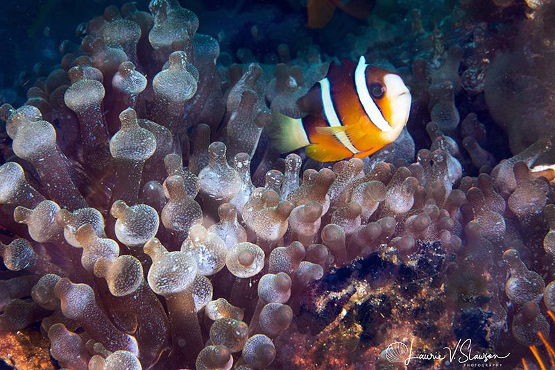 Bubbletip anemones and Clark's anemonefish/Photographed w... by Laurie Slawson 