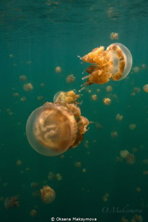 Jellyfish lake. Kakaban Island by Oksana Maksymova 
