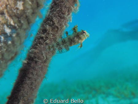 Young coralfish nearby a anchor rope... by Eduard Bello 