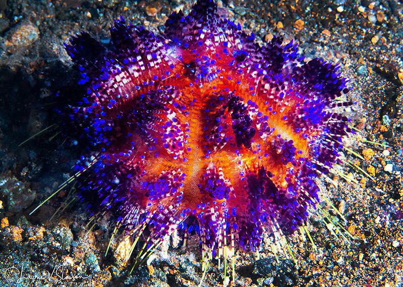 Variable Fire Urchin/Photographed with a Canon 60 mm macr... by Laurie Slawson 