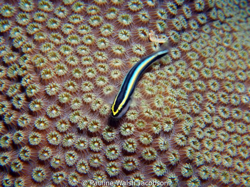 Shark-nose Goby on Star Coral, Congo Cay, U.S. Virgin Isl... by Pauline Walsh Jacobson 
