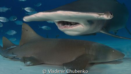 hammerhead shark by Vladimir Chubenko 