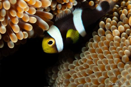 Anemone fish who took the attention from the porcelain crab by Morgan Riggs 