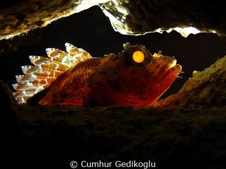 Scorpaena maderensis
Back lighted by Cumhur Gedikoglu 