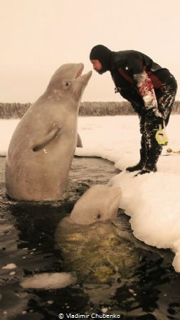 white whale kiss by Vladimir Chubenko 