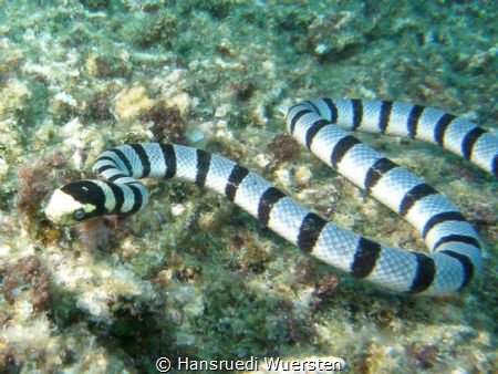 Banded Sea Snake / Yellow-lipped Sea Krait - Laticauda co... by Hansruedi Wuersten 