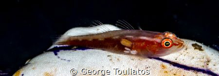 Goby with parasite!!! by George Touliatos 