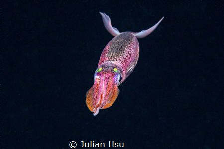 Blackwater squid by Julian Hsu 