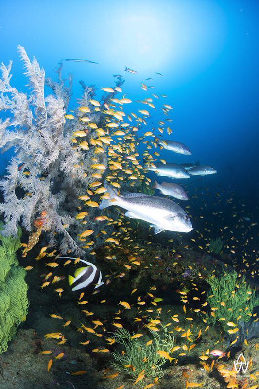 Sitting hidden at 42m, Atlantis reef must be one of the m... by Allen Walker 