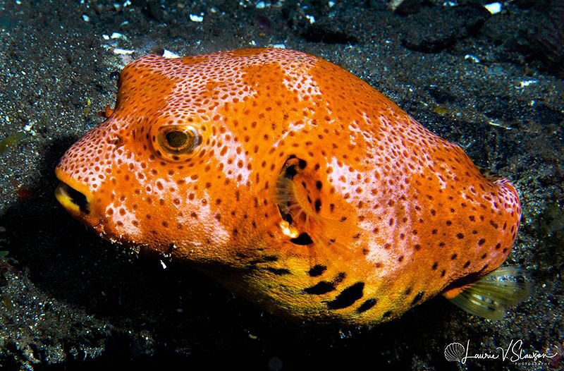 Star Puffer/Photographed with a 60 mm macro lens at Anila... by Laurie Slawson 