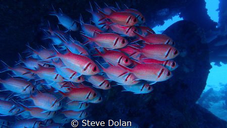 “School of squirrels” Taken under a wreck in Barbados wit... by Steve Dolan 