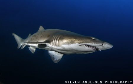 Sand Tiger Shark cruises at a slow pace by me during a di... by Steven Anderson 