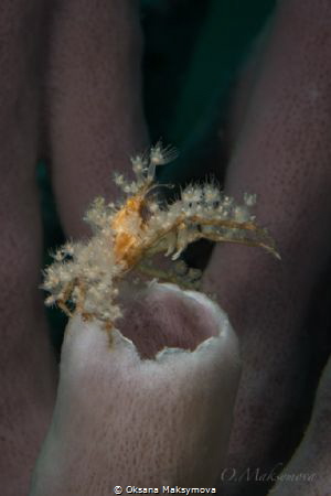 Spiny Spider crab 
(Achaeus spinosus)
 by Oksana Maksymova 