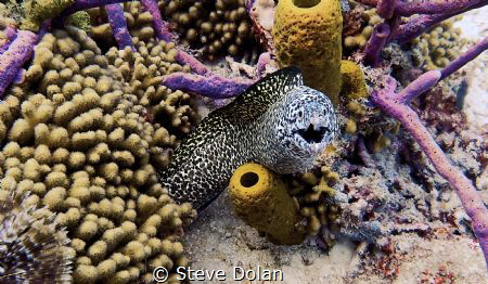Spotted Moray taken in Barbados with an Olympus Tg-4 by Steve Dolan 