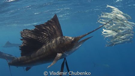 sailfish by Vladimir Chubenko 