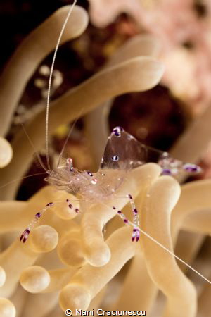 anemone shrimp by Mani Craciunescu 