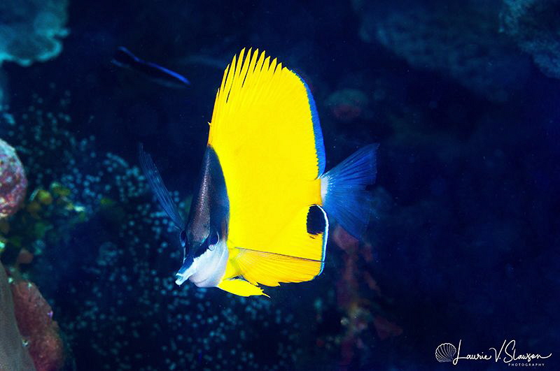 Longnose Butterlyfish/Photographed with a Canon 60 mm mac... by Laurie Slawson 