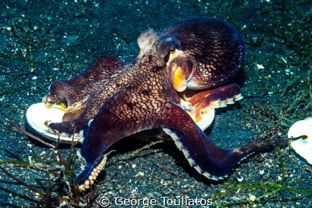 Coconut Octopus!!! by George Touliatos 