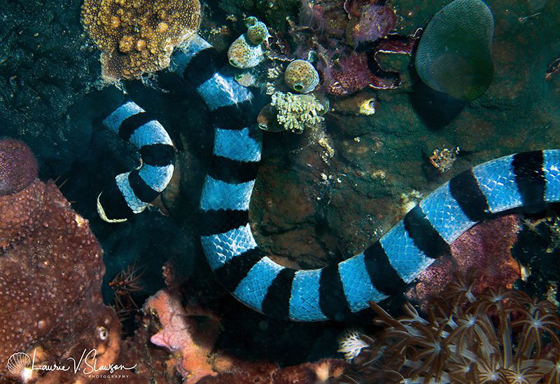 Yellow-Lipped Sea Krait/Photographed with a Canon 60 mm m... by Laurie Slawson 