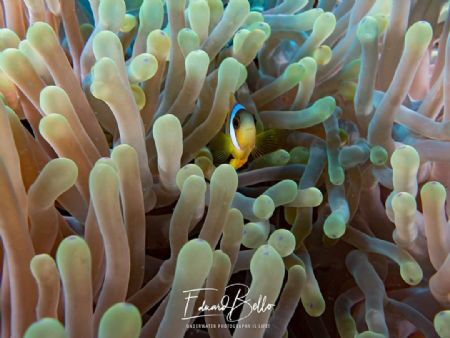 Anemone fish always adorable by Eduard Bello 