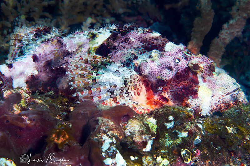 Papuan Scorpionfish/Photographed with a Canon 60 mm macro... by Laurie Slawson 