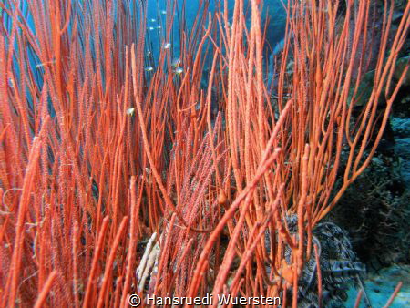 Whip Corals  - Junceella juncea by Hansruedi Wuersten 