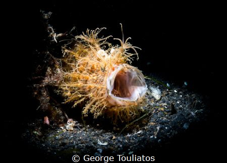 Hairy Frogfish yawning. by George Touliatos 