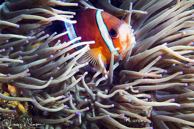 Clark's Anemonefish/Photographed with a Canon 60 mm macro... by Laurie Slawson 