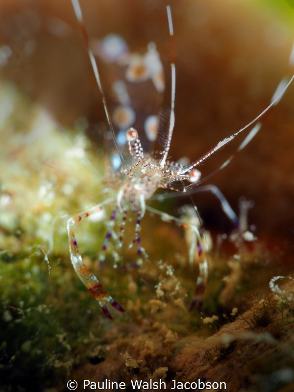 Pederson Cleaner Shrimp, Mingo Cay, U.S. Virgin Islands by Pauline Walsh Jacobson 