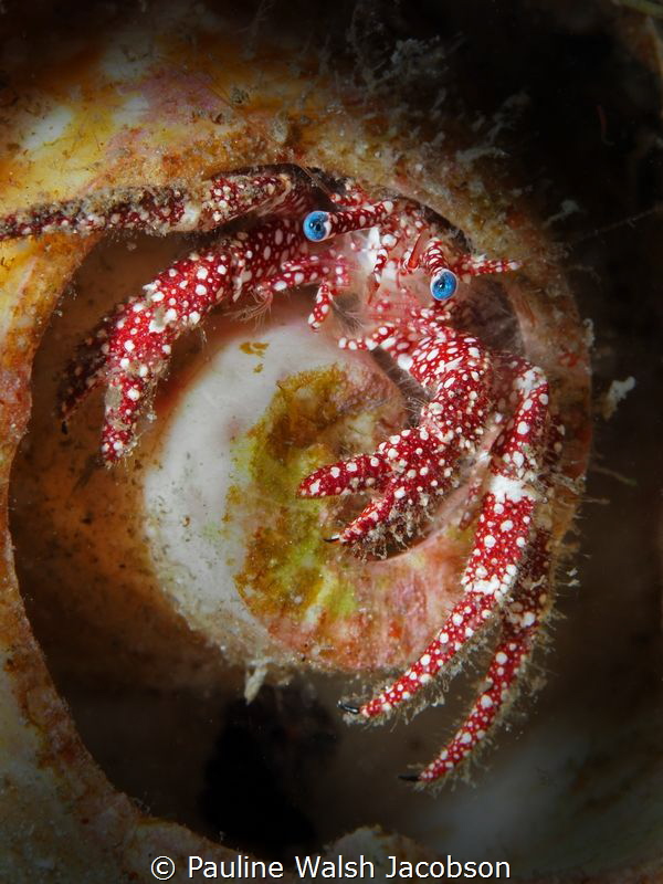 Whitespeckled Hermit Crab, Blue Heron Bridge, Florida by Pauline Walsh Jacobson 